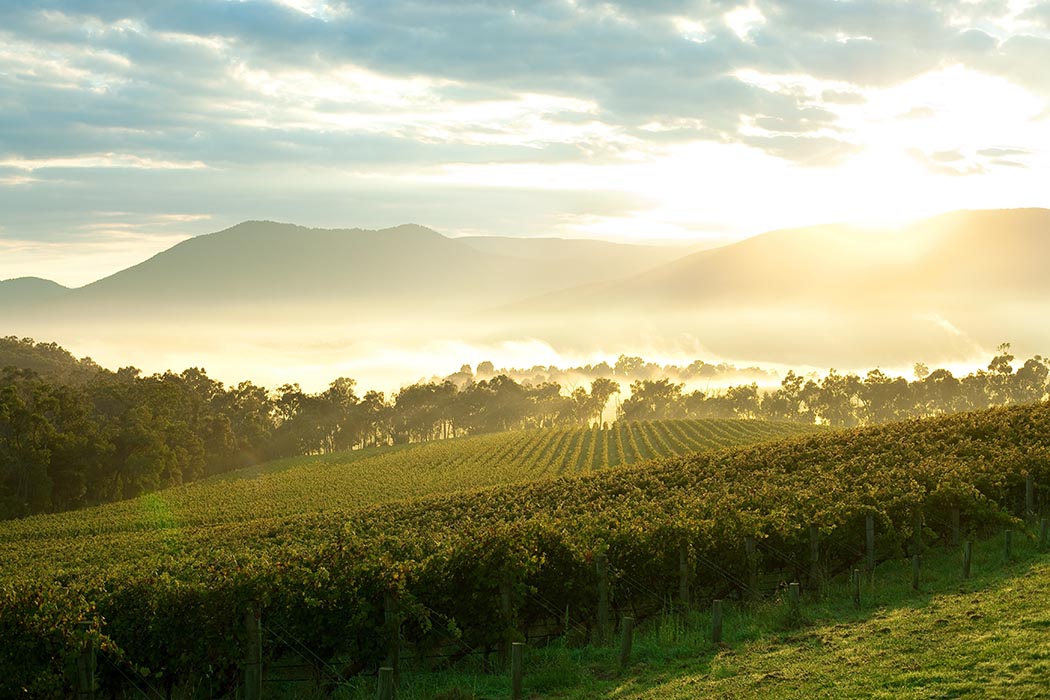 View over vineyards Yarra Valley