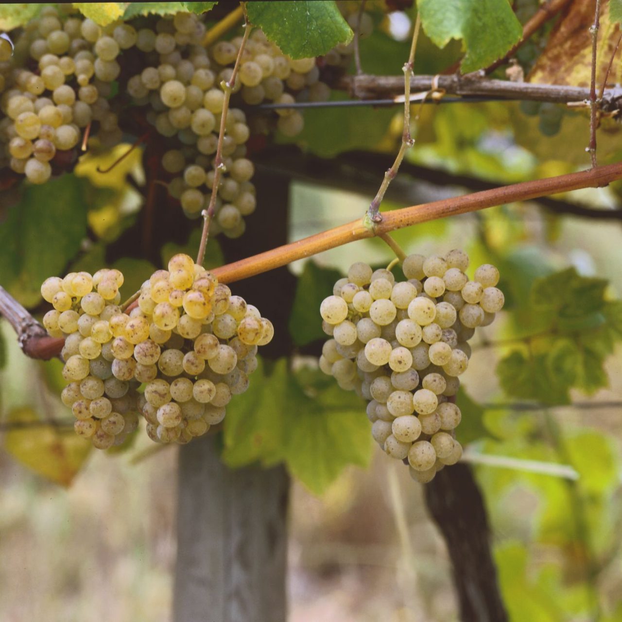 Albariño, la uva blanca de Galicia - Revista Sommelier