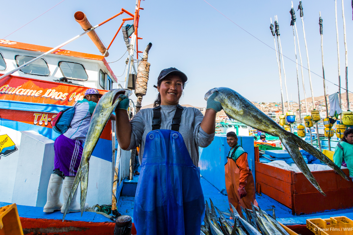 Perú se suma a la promoción de la pesca sostenible de perico - Revista  Sommelier