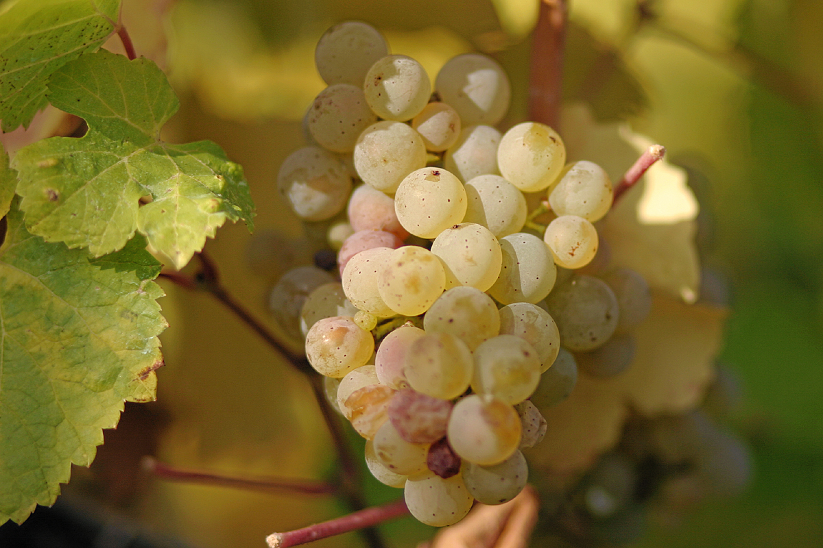 10 datos claves sobre la Riesling - Revista Sommelier