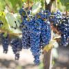 guía de maridaje con uva de españa