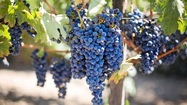guía de maridaje con uva de españa