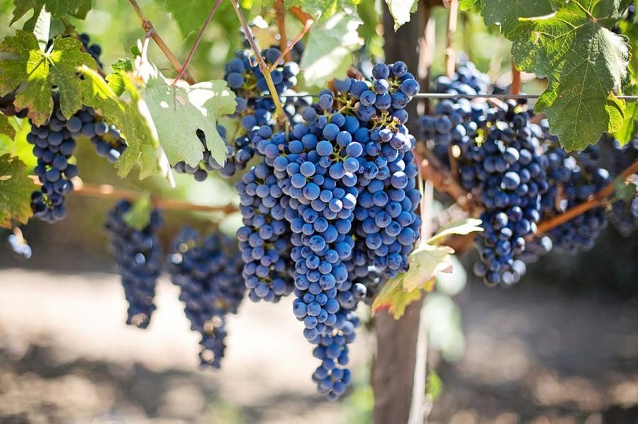guía de maridaje con uva de españa